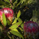 Protea obtusifolia