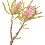 Protea pulchra