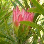Protea repens pink