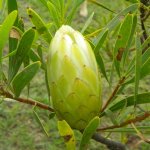 Protea repens white