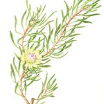 Protea scolymocephata