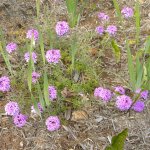 Roadside purple