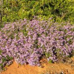Senecio elegans