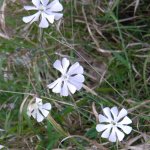 Silene capensis