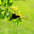 Calpurnea aurea
