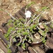 Sarcocaulon vanderietiae