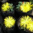 When in good health this faucaria flower profusely. Faucaria tigrina
