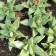Faucarias useful for preventing soil erosion on low banks or sloping ground. Faucaria tigrina