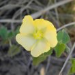Abutilon sonneratianum
