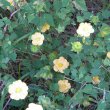 Abutilon sonneratianum