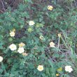 Abutilon sonneratianum