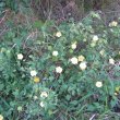 Abutilon sonneratianum