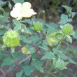 Abutilon sonneratianum