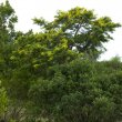 Acacia karoo