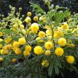 Acacia karoo buds