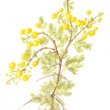 Acacia karoo painting
