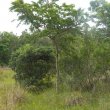 Acacia karoo