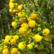 Acacia Karoo fl close