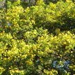 Acacia Karoo fl mass