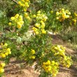 Acacia Karoo foliage