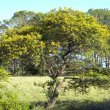 Acacia Karoo form