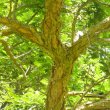 The yellow under bark of Acacia sieberiana shows where the papery outer bark has fallen away. Acacia siberiana woodii bark