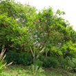 A poor representative, this specimen at Kirstenbosch is well out of its preferred environment. Acacia siberiana woodii form