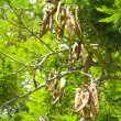 Light brown pods hang in clusters, showing up well against the feathery foliage. Acacia siberiana woodii pods