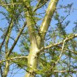 Acacia xanthoploea 