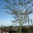 Acacia xanthoploea 