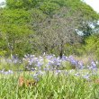 Agapanthus nana - blue