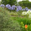 Agapanthus praecox subsp. praecox