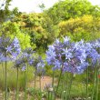 Agapanthus praecox subsp. Praecox