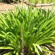 Agapanthus praecox subsp. Praecox