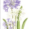 Agapanthus praecox subsp. Praecox