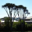 Aloe Barberae