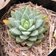 Aloe brevifolia