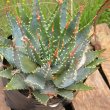 Aloe brevifolia