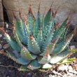Aloe brevifolia