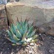 Aloe brevifolia