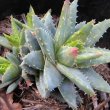 Aloe brevifolia