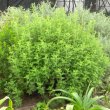 Artemisia afra 