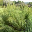 Artemisia afra 