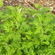 Artemisia afra