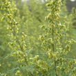 Artemisia afra