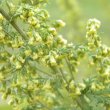 Artemisia afra