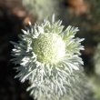 Athanasia pinnata bud