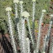 Athanasia pinnata buds
