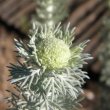Athanasia pinnata foliage