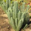 Athanasia pinnata form